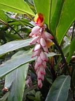 Zingiberacees, Alpinia Speciosa (Chine, Japon) (Photo F. Mrugala)